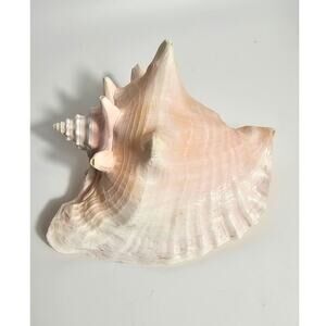 Vintage 80s Large Queen Conch Sea Shell